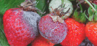 Causas de la aparición de enfermedades y plagas de las fresas, tratamiento y métodos de control.