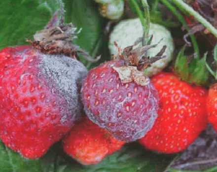 Causas de la aparición de enfermedades y plagas de las fresas, métodos de tratamiento y control.