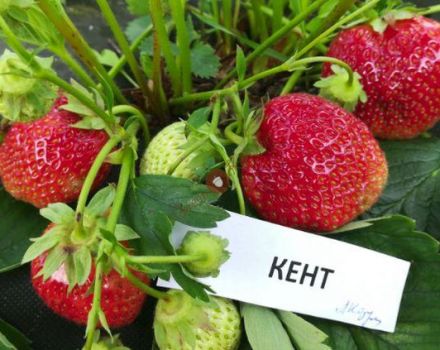 Description et caractéristiques des fraises de Kent, culture et reproduction