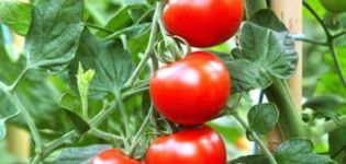 Description de la variété de tomates dômes russes, caractéristiques de culture et d'entretien