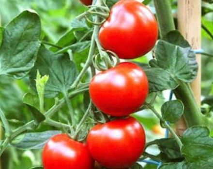 Description de la variété de tomates dômes russes, caractéristiques de culture et d'entretien