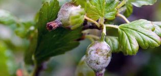 Langkah-langkah untuk memerangi cendawan tepung pada buah gooseberry dengan cara rakyat dan kimia