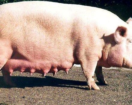 Description and characteristics of large white pig breed, keeping and breeding