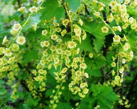 Cara menanam dan menanam currant dari biji di rumah