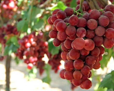 Description and history of selection of Gourmet grapes, cultivation and care