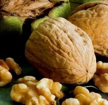 20 jenis walnut terbaik dengan keterangan dan ciri