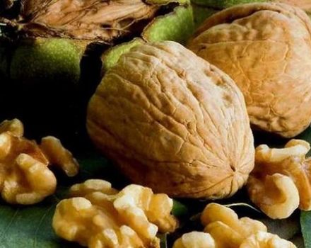 20 jenis walnut terbaik dengan keterangan dan ciri