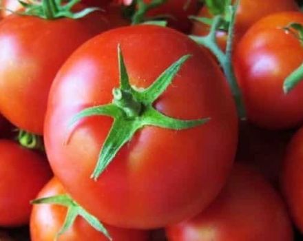 Description of the Sultan tomato variety and care features