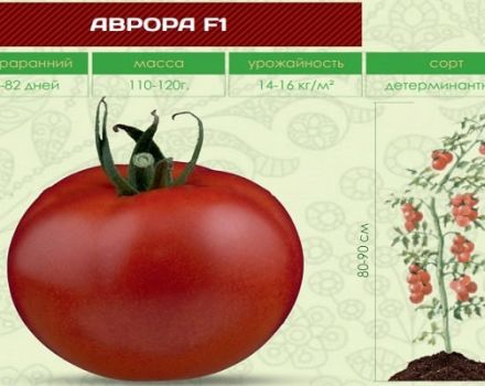 Description de la variété de tomate Aurora et de ses caractéristiques