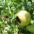 Why tomatoes can turn black when ripe and what to do