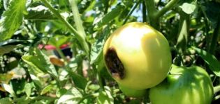 Why tomatoes can turn black when ripe and what to do