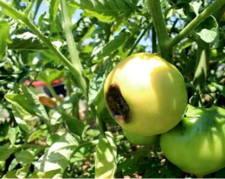 Why tomatoes can turn black when ripe and what to do