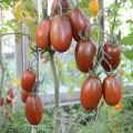 Description de la variété de tomate Plum Black, ses caractéristiques