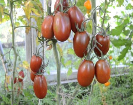 Description de la variété de tomate Plum Black, ses caractéristiques