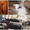 Apa yang perlu dilakukan dan bagaimana memberi makan anak lembu jika tidak minum susu