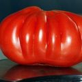 Characteristics and description of the tomato variety One hundred pounds, its yield