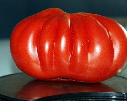 Ciri-ciri dan perihalan varieti tomato Seratus paun, hasilnya