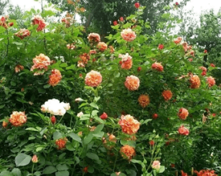 Description and characteristics of the Aloha rose, planting and care rules, application