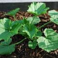 Scheme of how to form and pinch zucchini in the open field