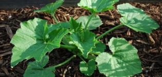 Scheme of how to form and pinch zucchini in the open field