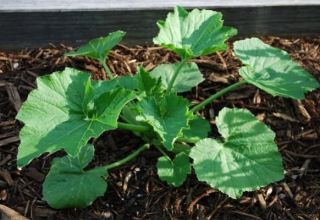 Schéma de la façon de former et de pincer les courgettes en plein champ