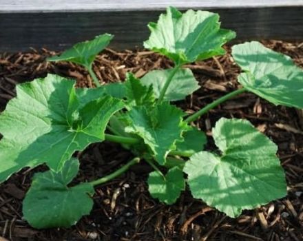 Schéma de la façon de former et de pincer les courgettes en plein champ