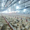 Type de placement et densité de stockage des poulets de chair pour la garde au sol à la maison