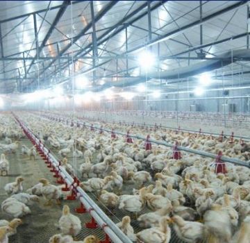 Type de placement et densité de stockage des poulets de chair pour la garde au sol à la maison