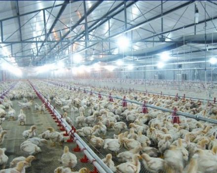 Type de placement et densité de stockage des poulets de chair pour la garde au sol à la maison