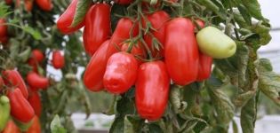 Description de la variété de tomate Poivre, ses avantages et ses inconvénients