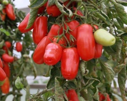 Description de la variété de tomate Poivre, ses avantages et ses inconvénients