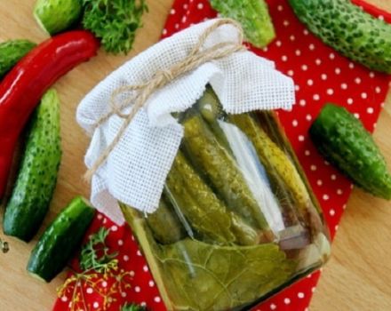 A step-by-step recipe on how to pickle cucumbers in Volgograd style for the winter and storage conditions