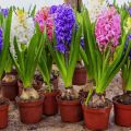 Cómo plantar, cultivar y cuidar un jacinto en casa en una maceta.