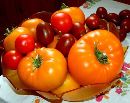 Characteristics and description of the orange giant tomato variety, its yield