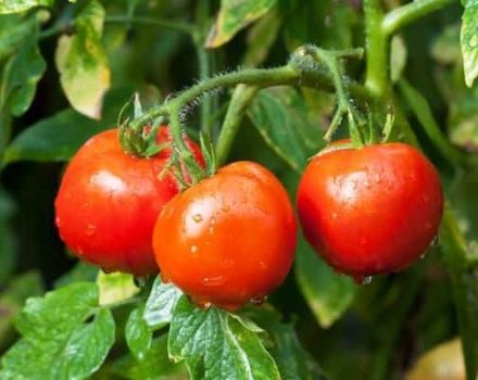 Characteristics and description of the tomato variety Rubinchik F1, reviews of summer residents