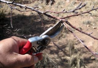 Cómo podar correctamente los albaricoques en verano, primavera y otoño y errores comunes de jardinería