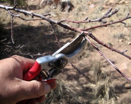 Comment tailler correctement les abricots en été, au printemps et en automne et les erreurs de jardinage courantes