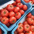 Characteristics and description of the tomato Beef, what kind of variety, its yield