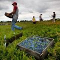 Beskrivelse af blåbærsorter, hvordan bæret vokser, plantning og pleje, dyrkning og reproduktion