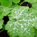 Why did white spots appear on the leaves of cucumbers, what to do and how to treat