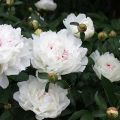 Description and characteristics of the peony variety Festival Maxima, the subtleties of planting