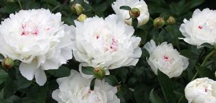 Description and characteristics of peony varieties Festival Maxima, planting subtleties