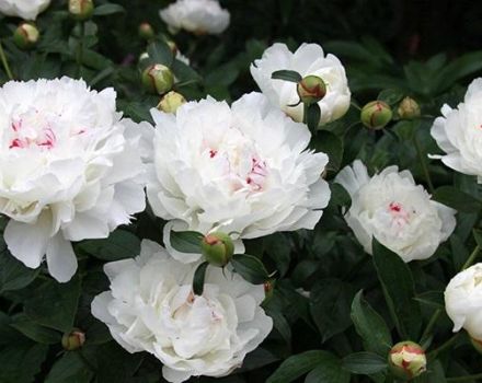 Description et caractéristiques des variétés de pivoines Festival Maxima, subtilités de plantation