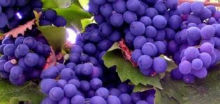 What are the benefits and harms of different grape varieties for the body and its healing properties