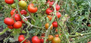 Description of the Yula tomato variety, cultivation features and yield