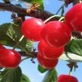 Description of Krasa Severa cherry varieties and characteristics of fruits and trees, cultivation