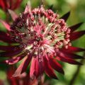 Plantación y cuidado de Astrantia en campo abierto, descripción de 20 variedades y especies.