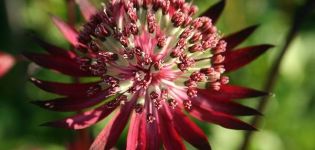 Planter et entretenir Astrantia en plein champ, une description de 20 variétés et espèces