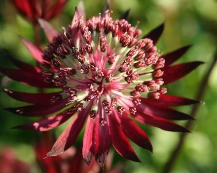 Istuttaminen ja Astrantian hoito avoimella kentällä, kuvaus 20 lajikkeesta ja lajista