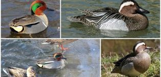 Descripción de los patos cerceta y sus especies, donde viven los silbidos y su dieta.